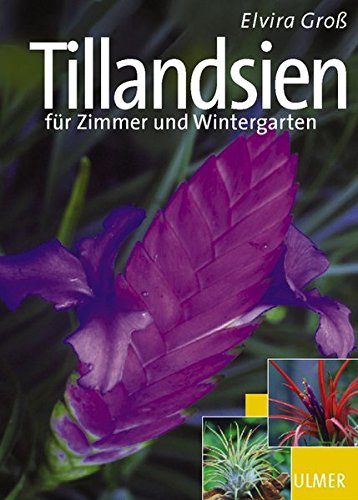 tillandsien-fuer-zimmer-und-wintergarten-garten-ratgeber-1
