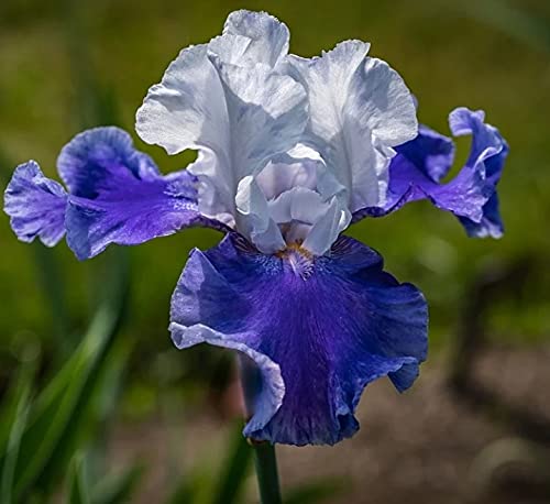 34+ Iris Pflanzen Sorten, Das prinzip der blüte ist bei allen