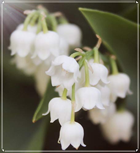 Maiglöckchen Zwiebeln, weiß, 3 Zwiebeln Blumenzwiebeln.eu