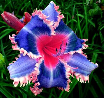 Taglilien, Hemerocallis, pink/blau, 12 Stk. - Blumenzwiebeln.eu